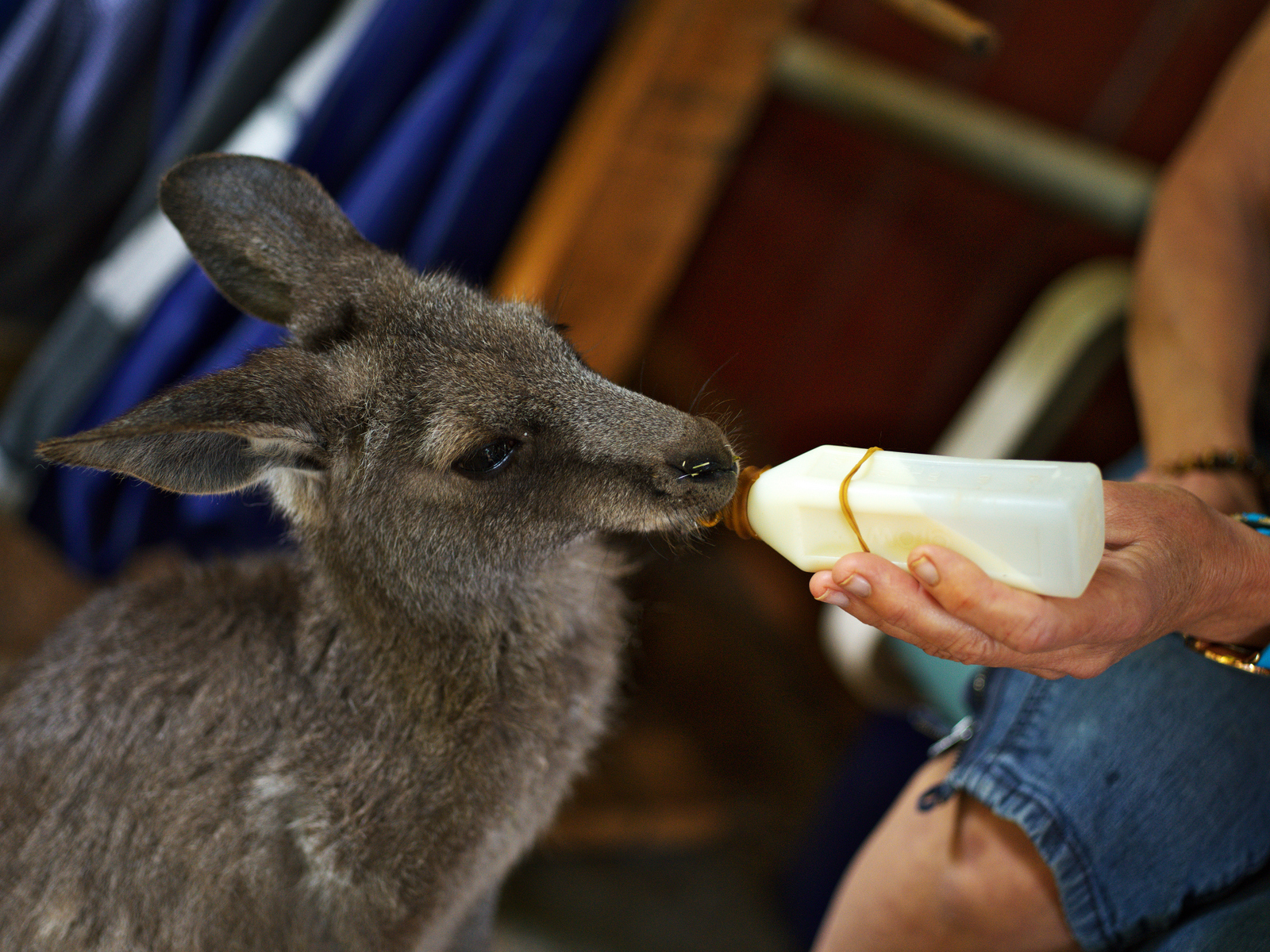 Conservation volunteering